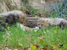 Tiergarten Schönbrunn am 20.10.2025